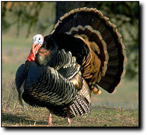 Talkin Turkey The Rio Grande Merriam S Subspecies Great Ghillies Graphics Com Weblog